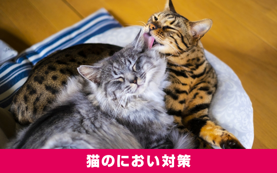 賃貸物件でもできる猫のにおい対策
