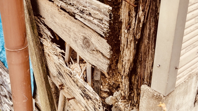 売却は難しい？シロアリ被害を受けた家を売却する方法や注意点を解説