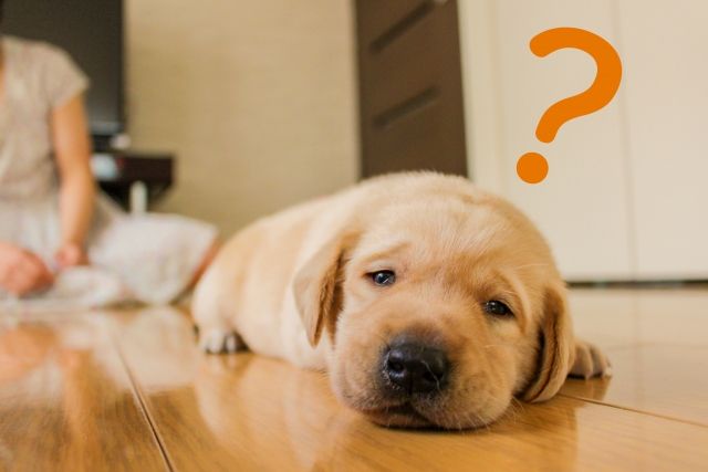 ペットを飼っていた不動産売却は不利？理由と対策について解説